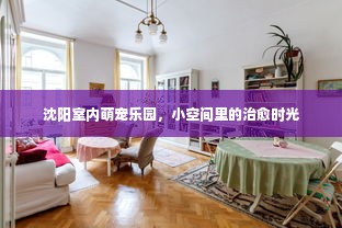 沈阳室内萌宠乐园，小空间里的治愈时光
