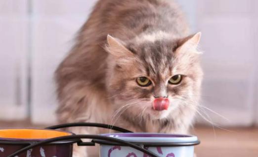 猫怎么补充营养,母猫生完小猫怎么补充营养
