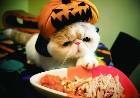 猫怎么补充营养,母猫生完小猫怎么补充营养