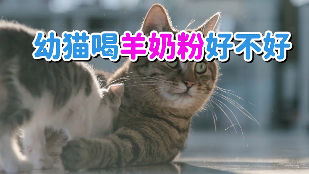 猫咪喝羊奶粉,猫咪喝羊奶粉的好处与坏处