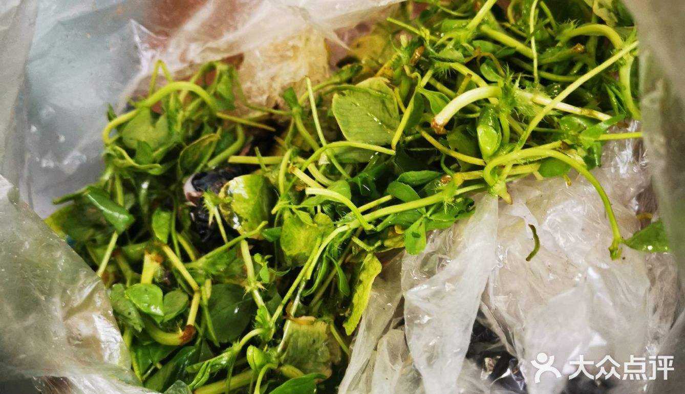 草头的营养价值 草头的营养价值及功效与作用